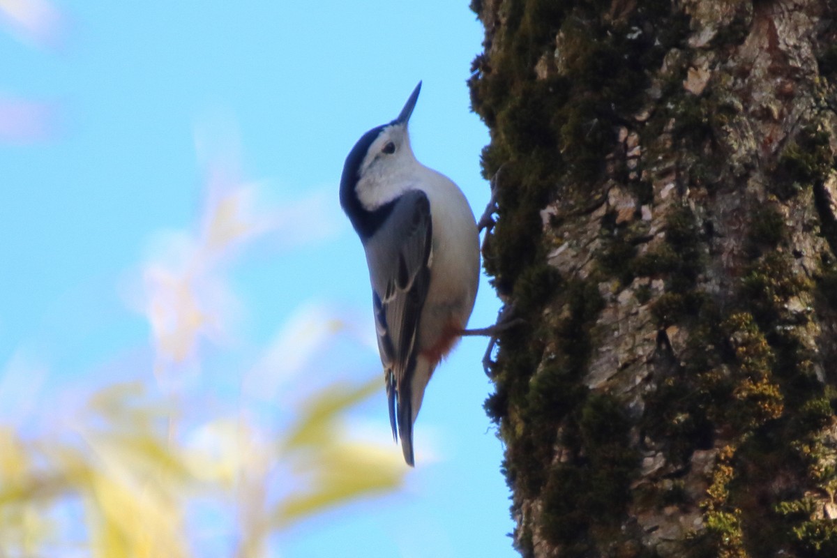 White-breasted Nuthatch - ML645691258