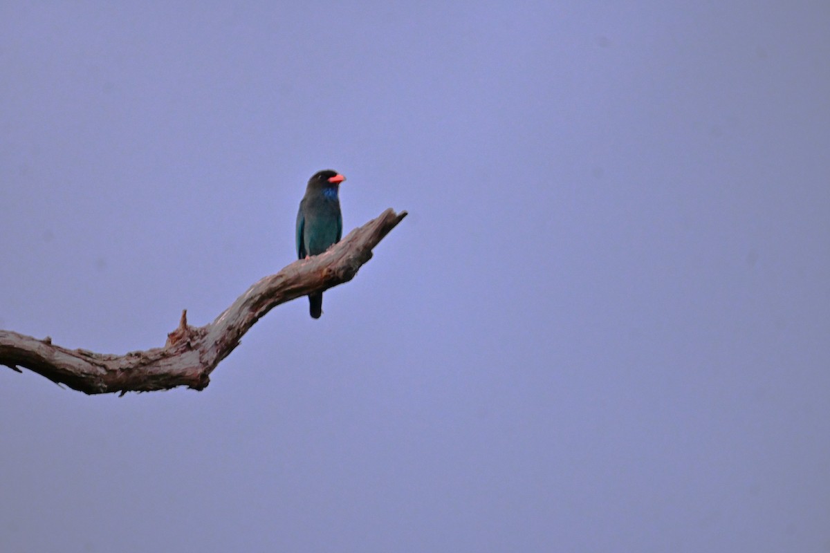 Dollarbird - ML645691262