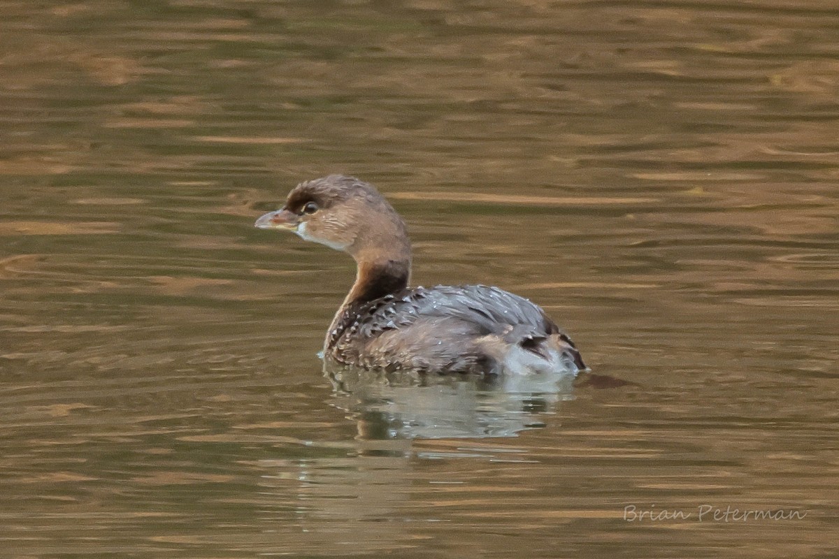 Pied-billed Grebe - ML645691276