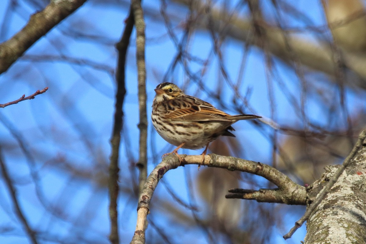 Savannah Sparrow - ML645691279