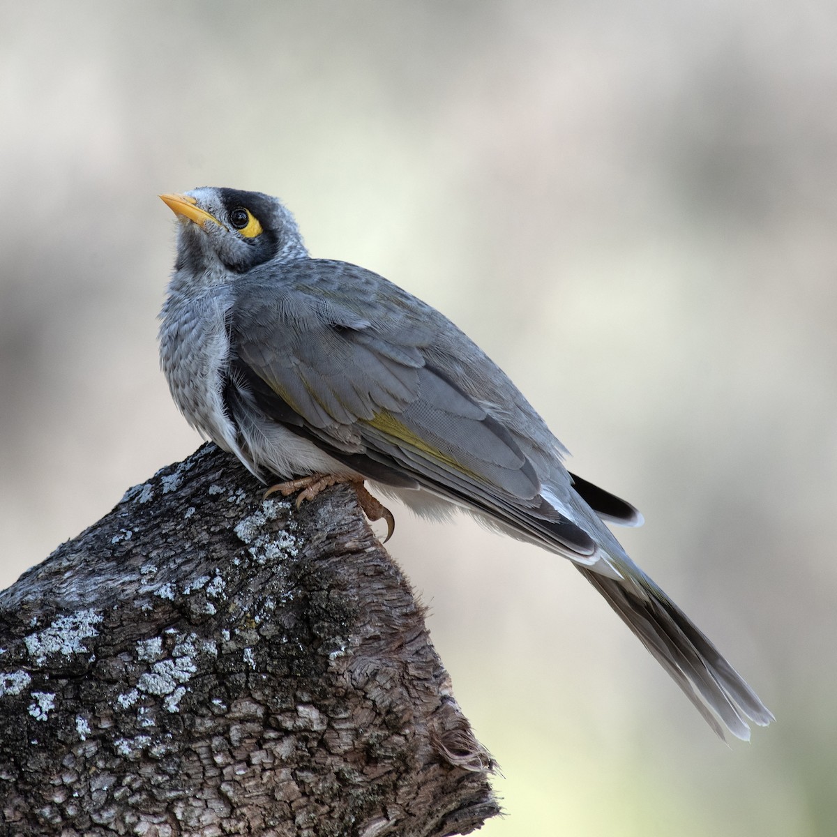 Noisy Miner - ML645691286