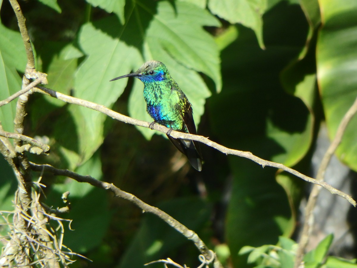 fiolørekolibri - ML645691290