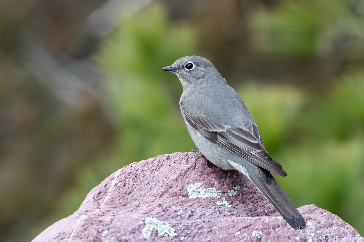 Townsend's Solitaire - ML645691291