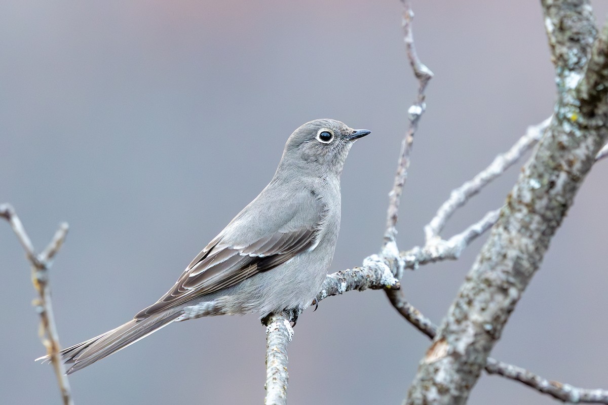 Townsend's Solitaire - ML645691292