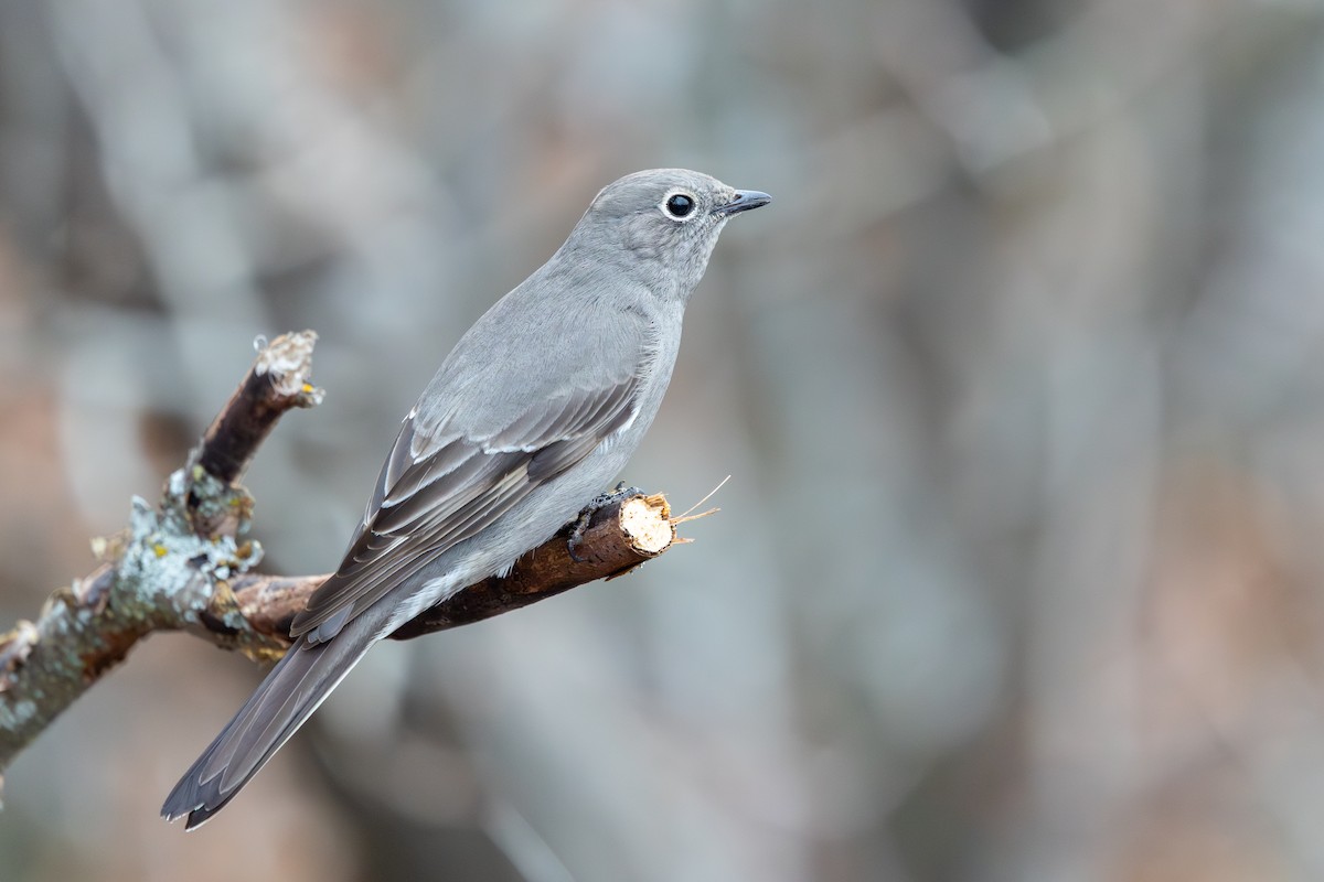 Townsend's Solitaire - ML645691293
