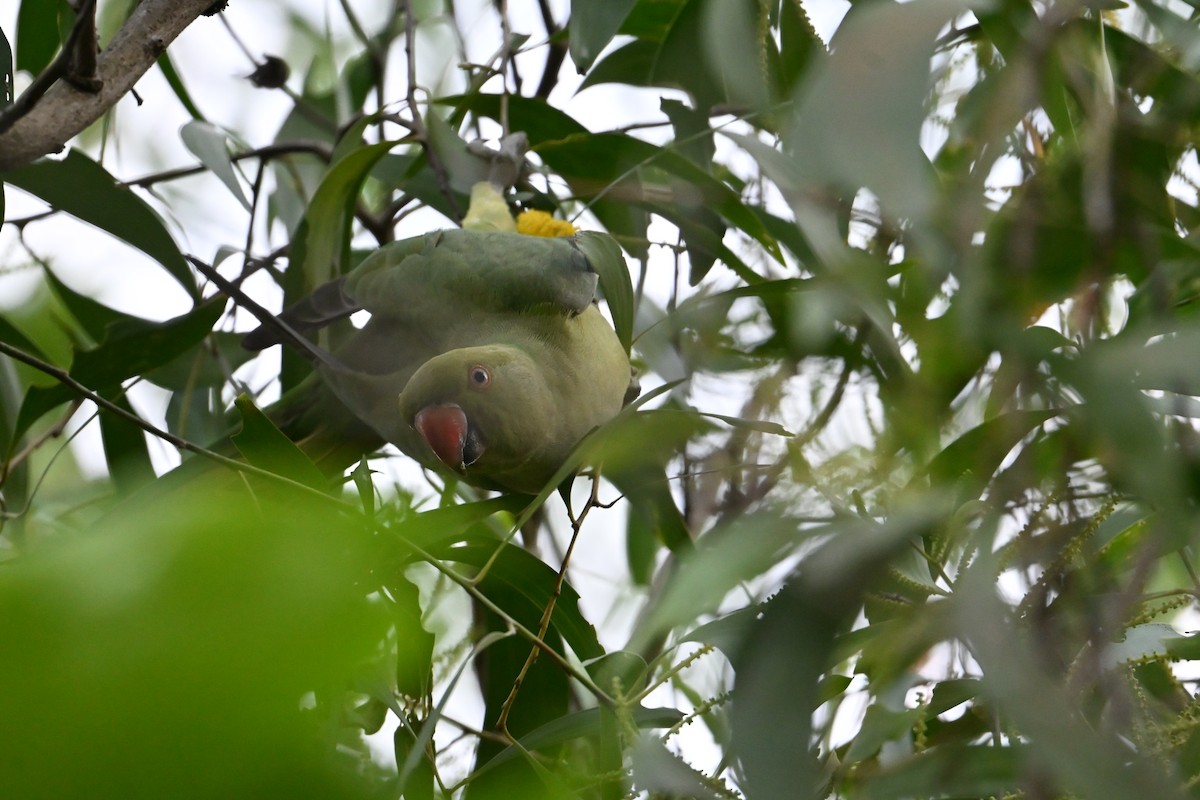 Rose-ringed Parakeet - ML645691295