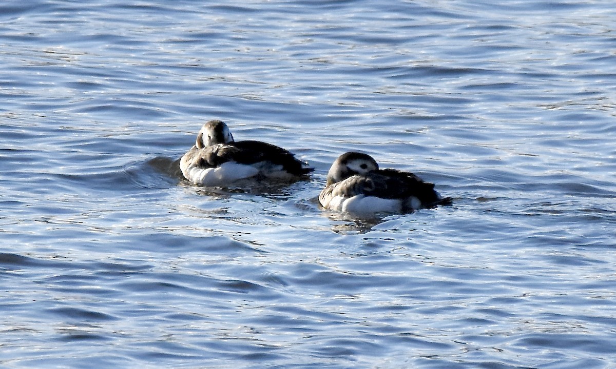 Moretta codona - ML645691297