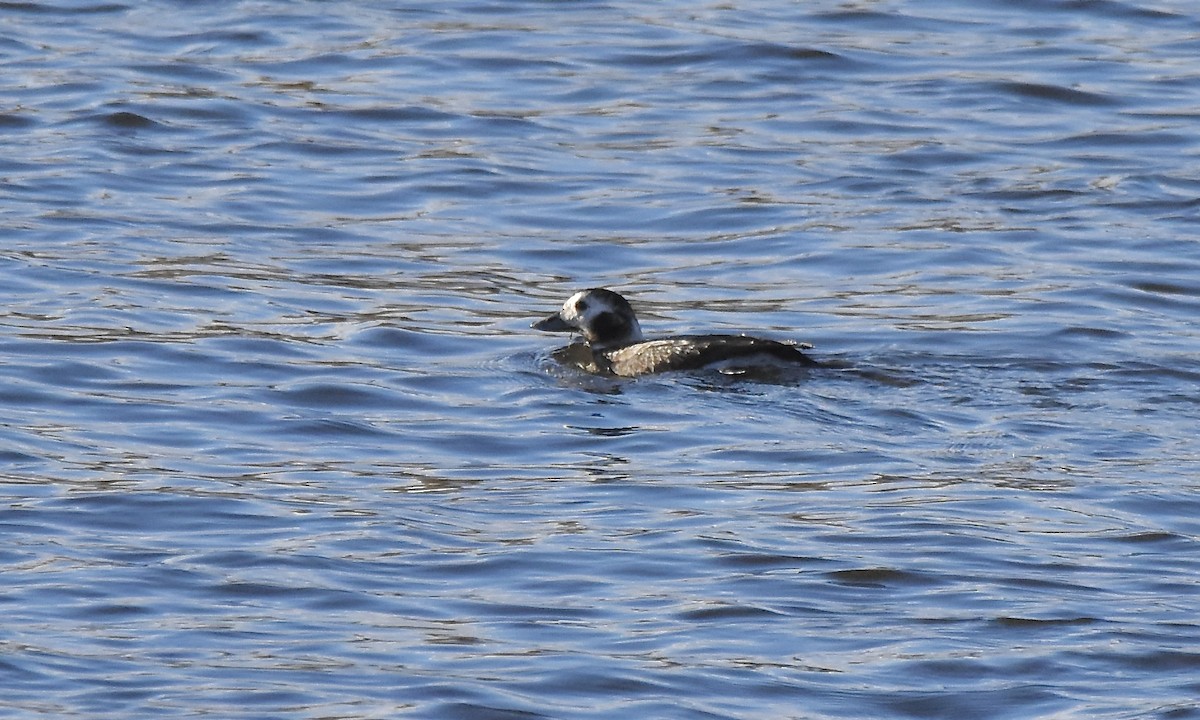 Moretta codona - ML645691298