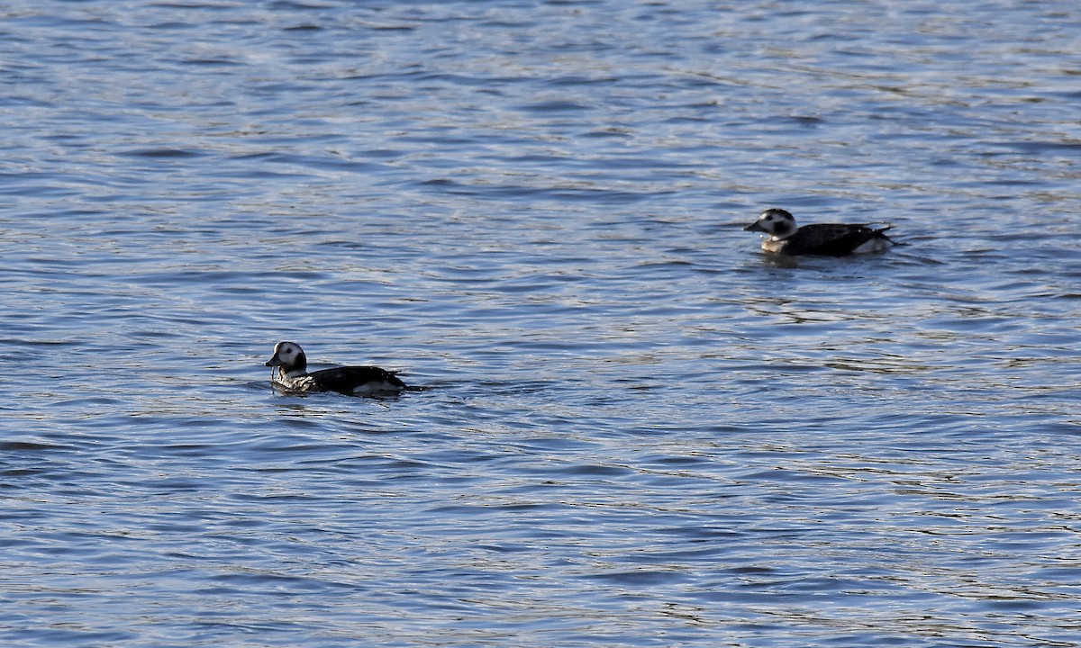 Moretta codona - ML645691299