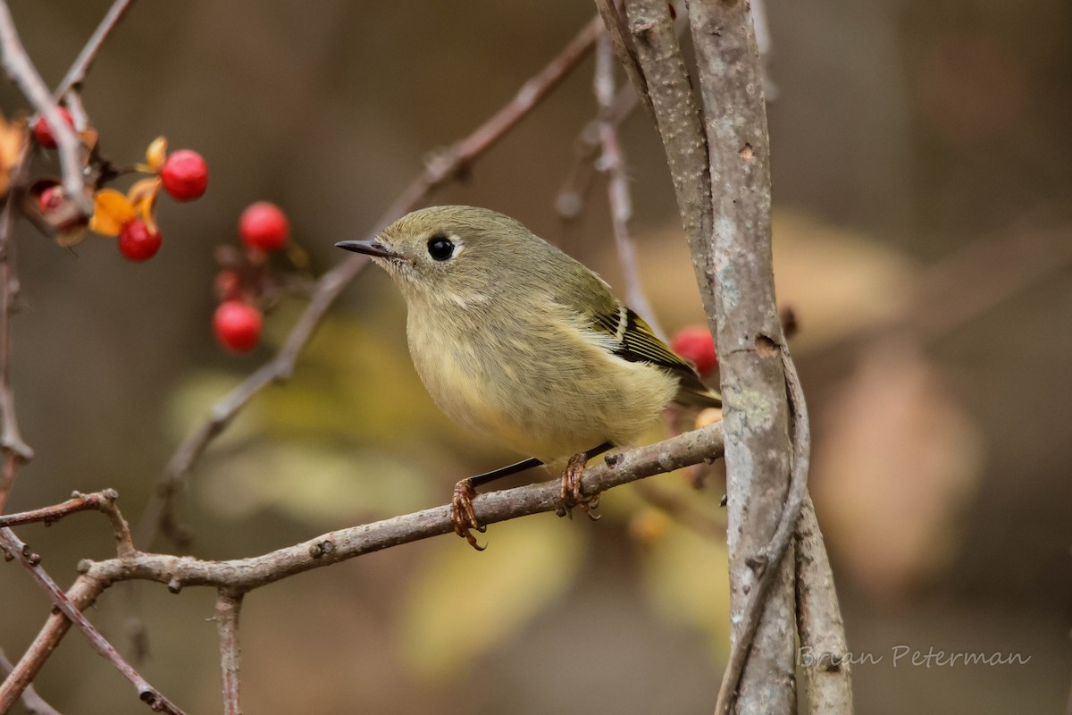 Ruby-crowned Kinglet - ML645691307