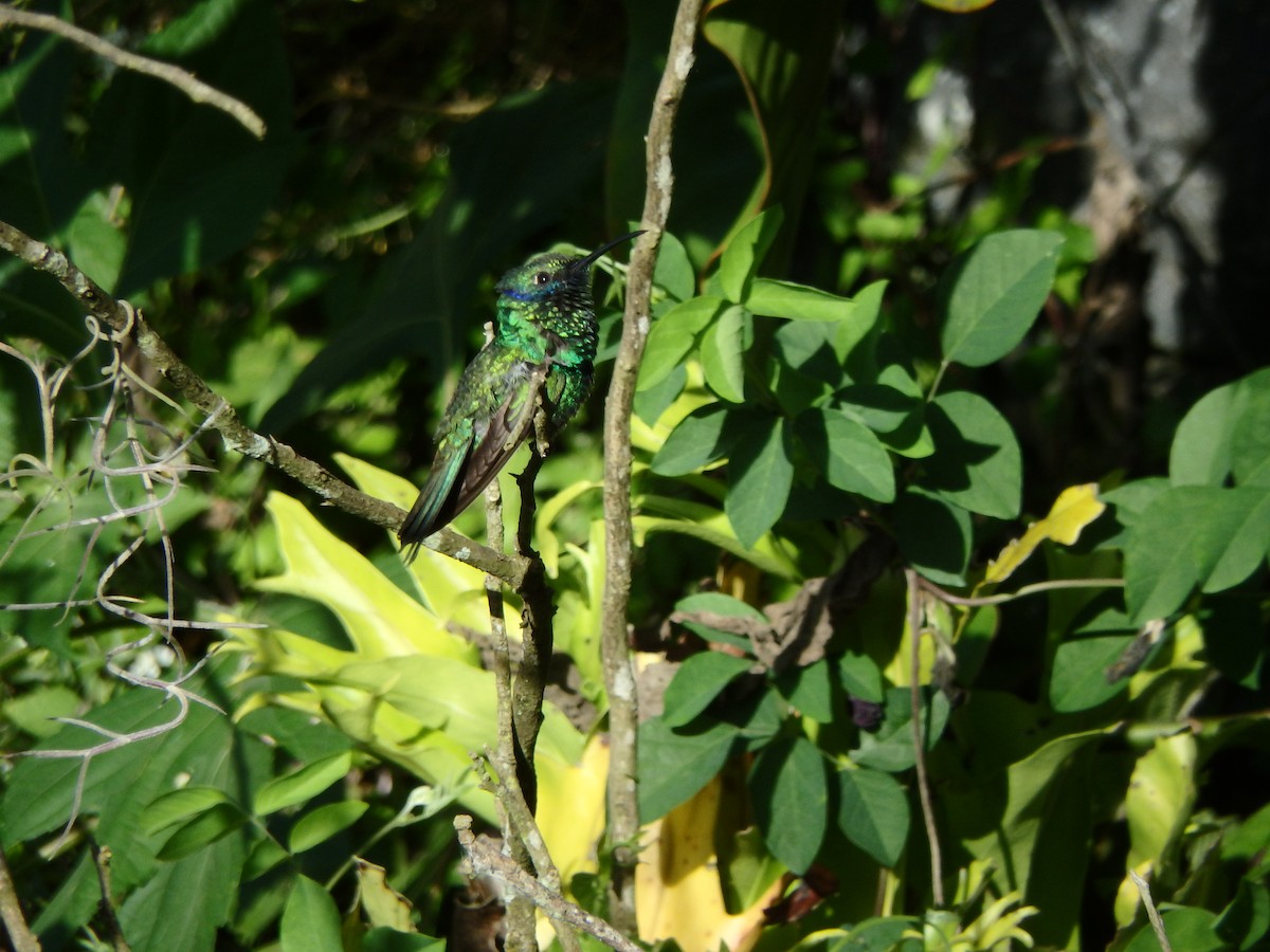 fiolørekolibri - ML645691308