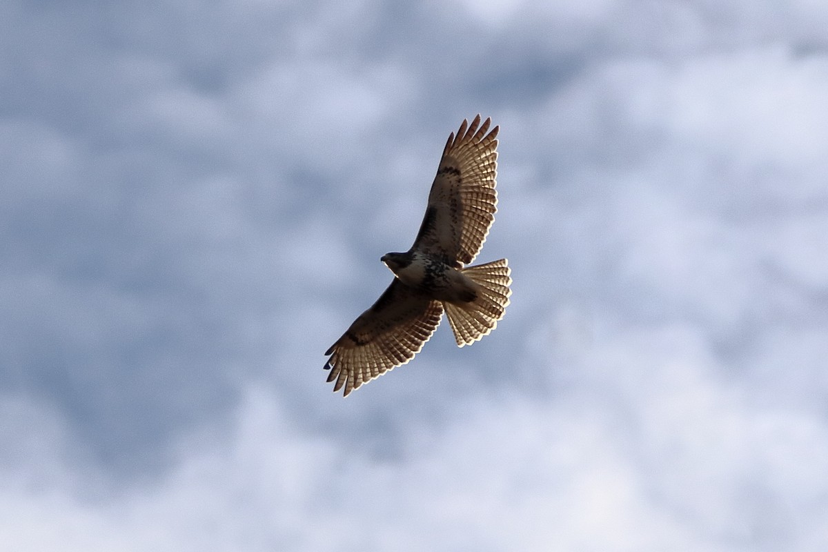 Red-tailed Hawk - ML645691310