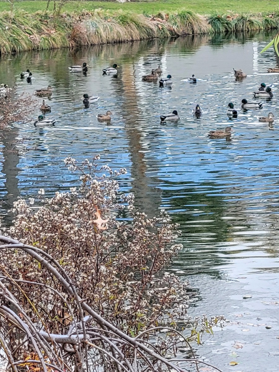 Basahatea - ML645691311