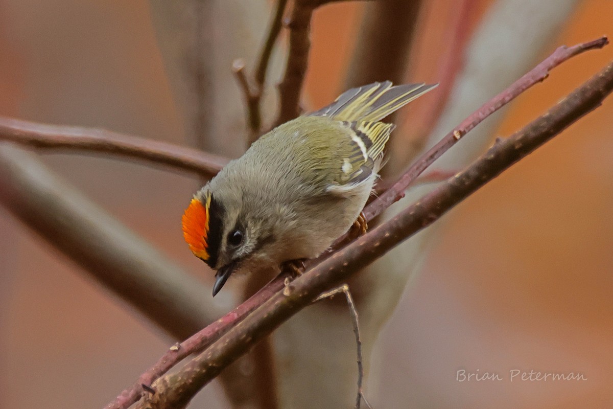 Golden-crowned Kinglet - ML645691318