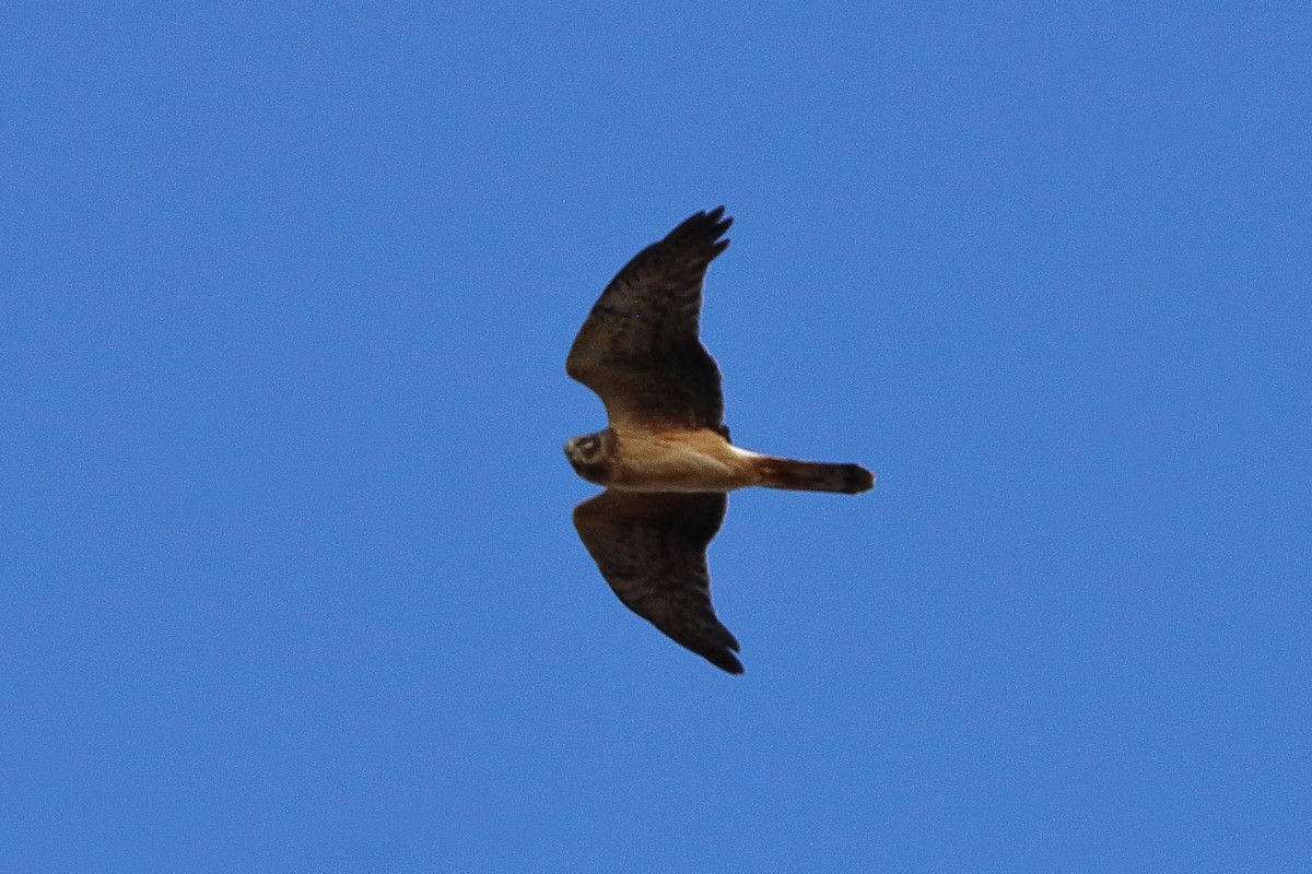 Northern Harrier - ML645691321