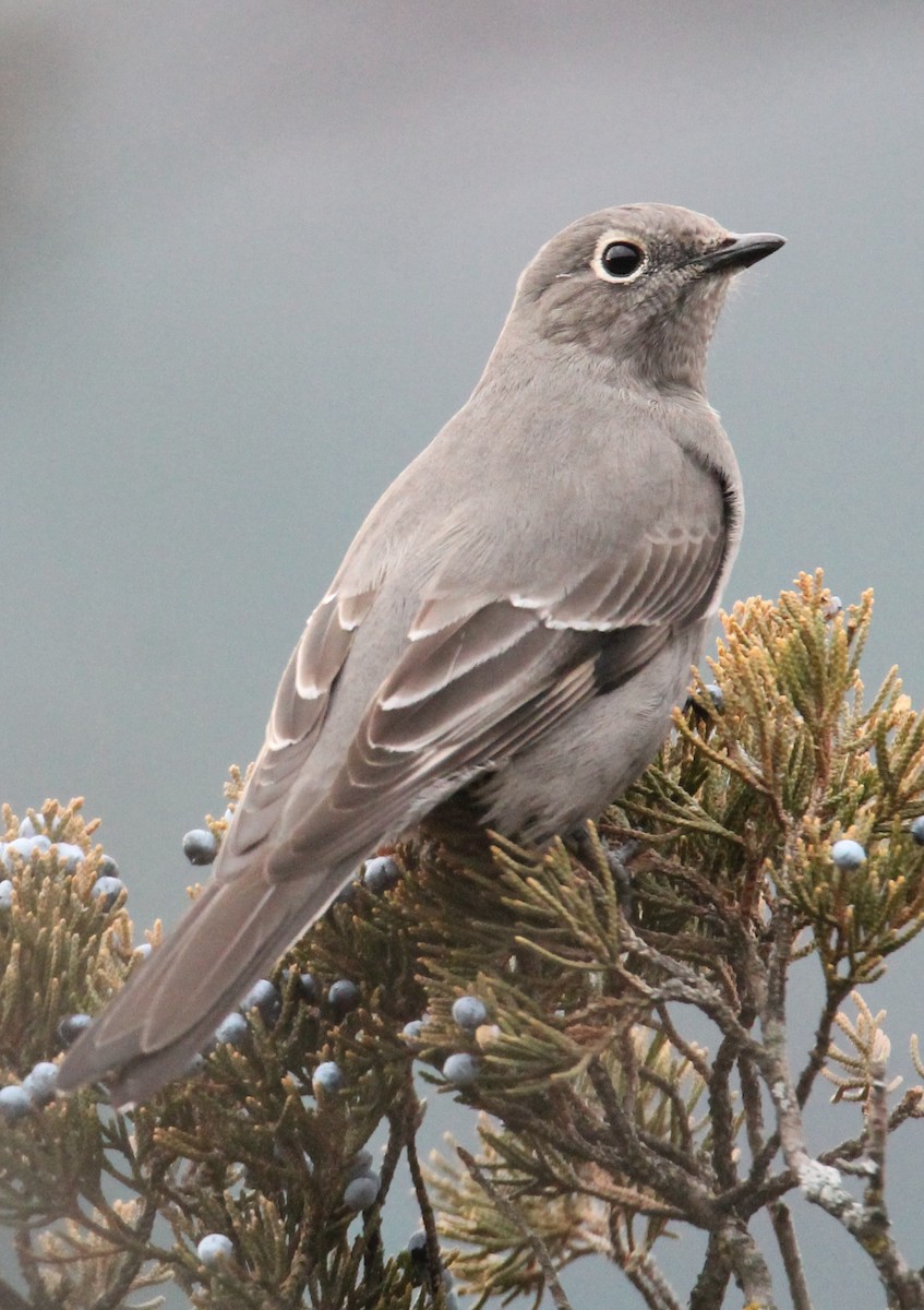 Townsend's Solitaire - ML645691322