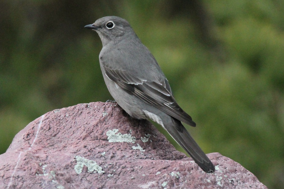 Townsend's Solitaire - ML645691323