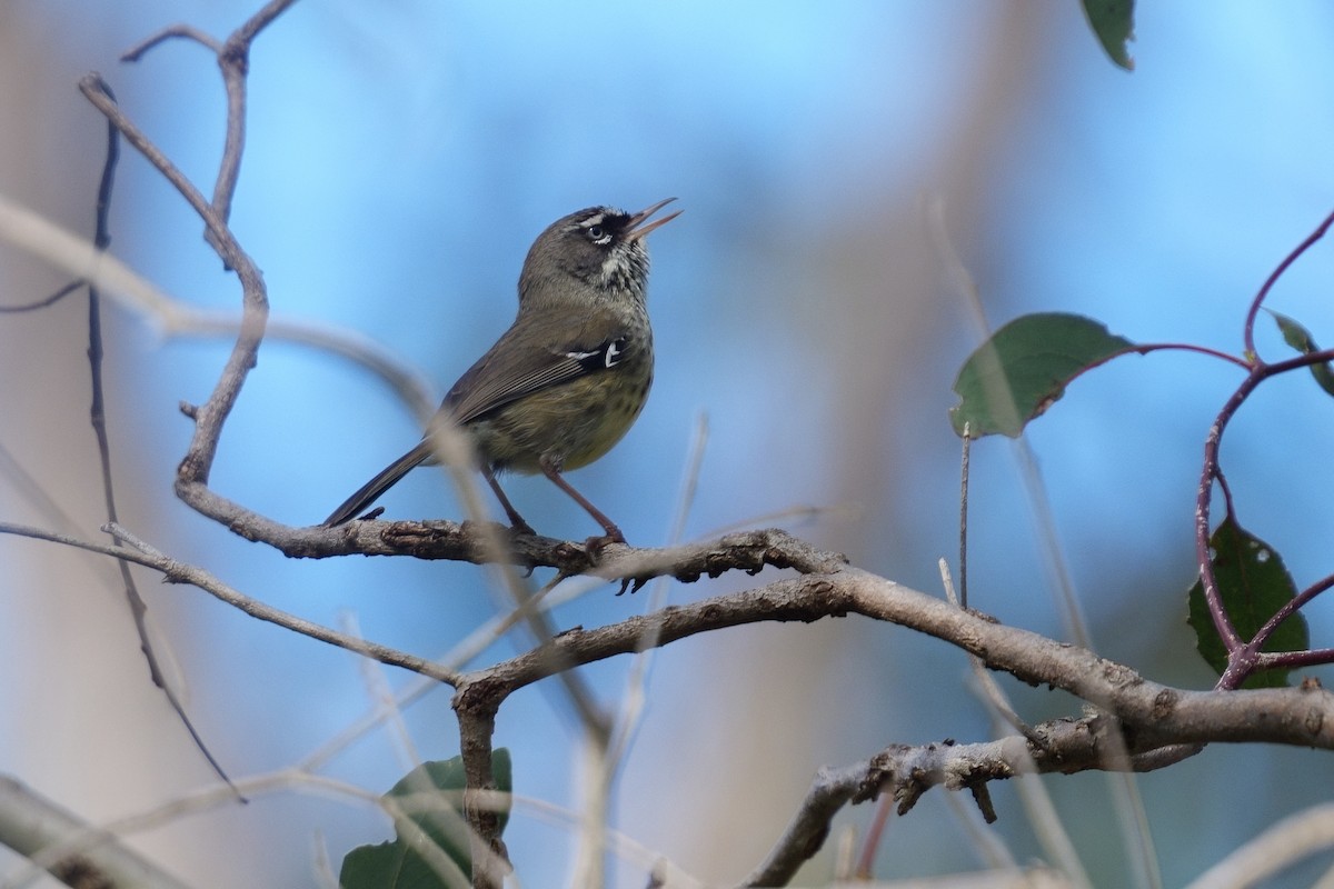 Spotted Scrubwren - ML645691324