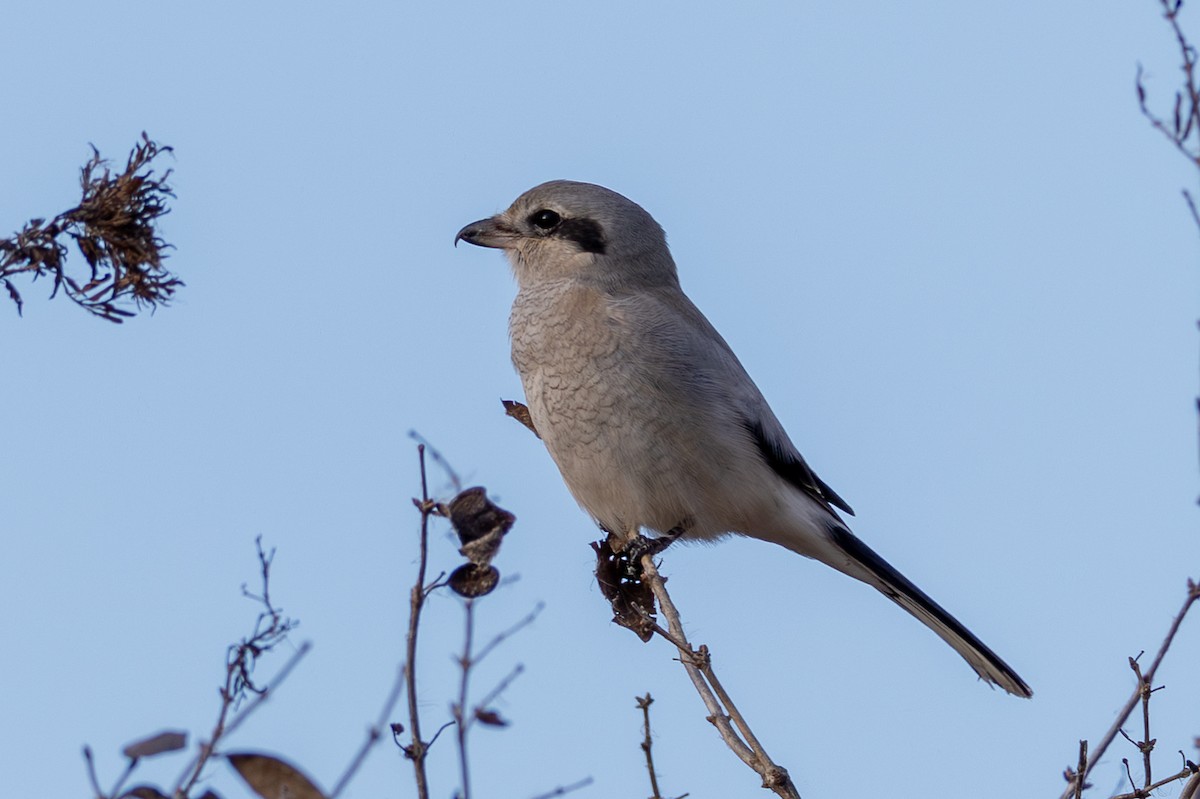 Northern Shrike - ML645691325