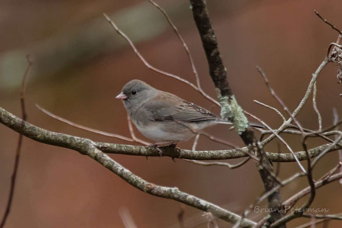 Dark-eyed Junco - ML645691332