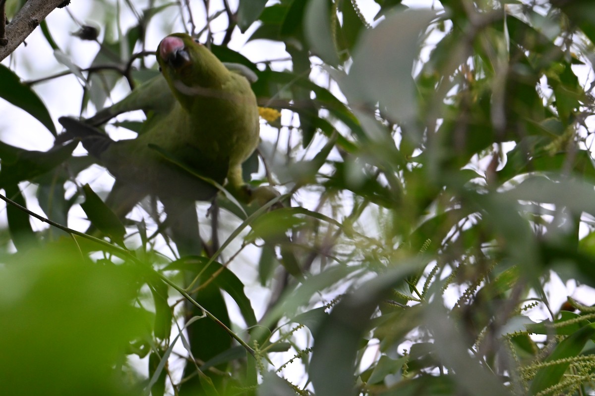 Rose-ringed Parakeet - ML645691334