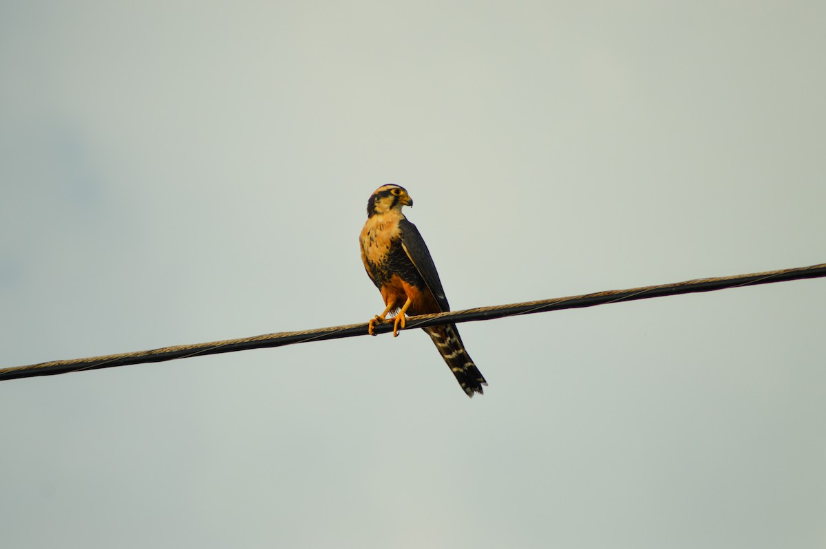 ostříž aplomado - ML645691339