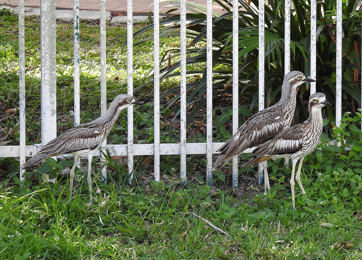 Langschwanztriel - ML645691358