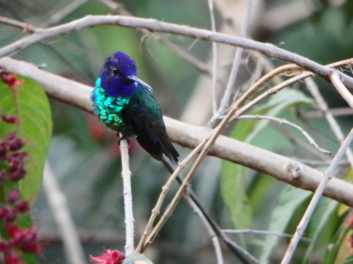 Bronzeschwanz-Saphirkolibri - ML645691367