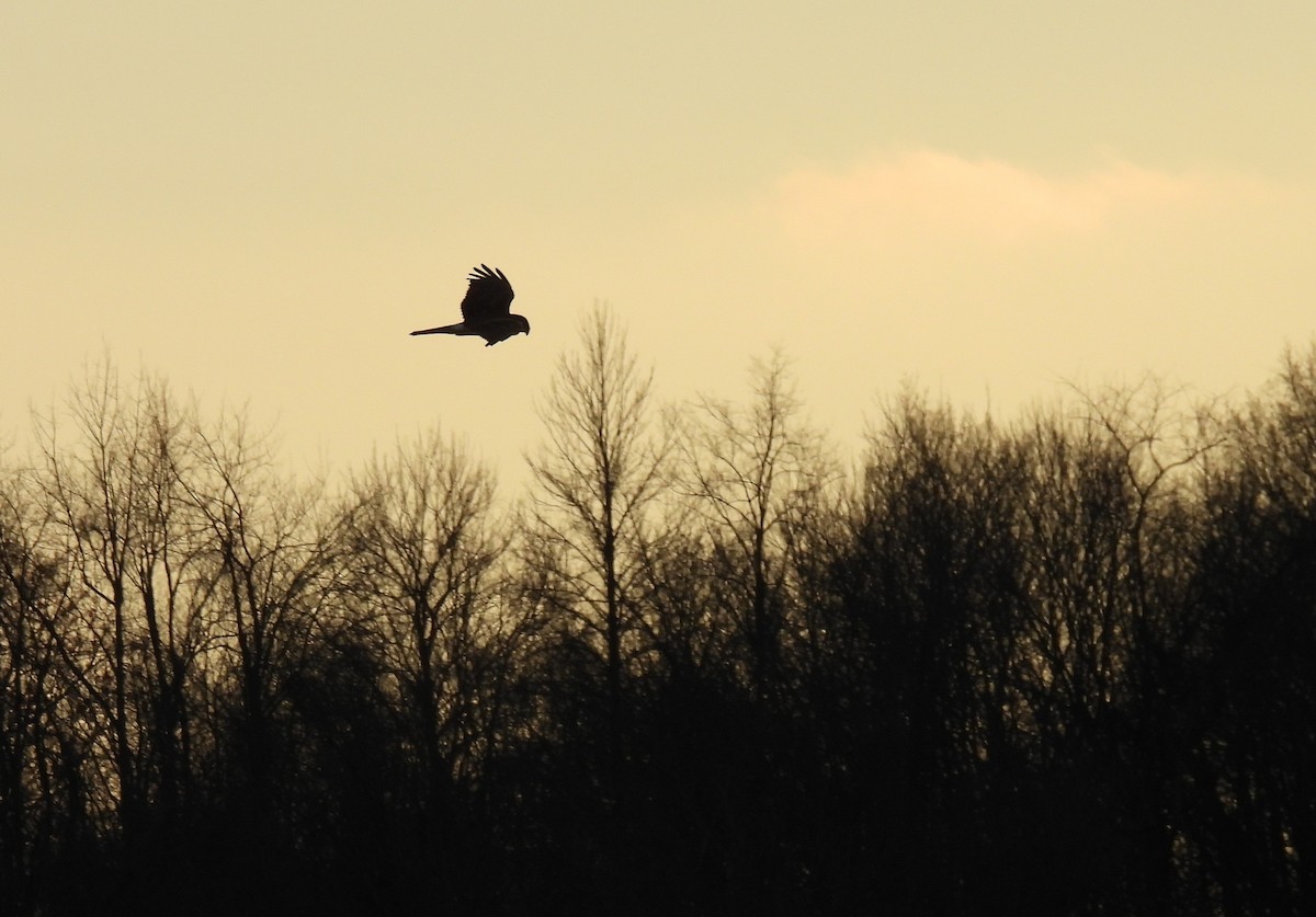 Hudsonweihe - ML645691368