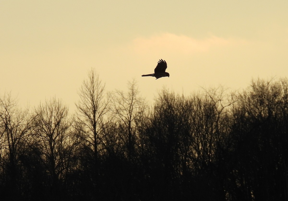 Hudsonweihe - ML645691369