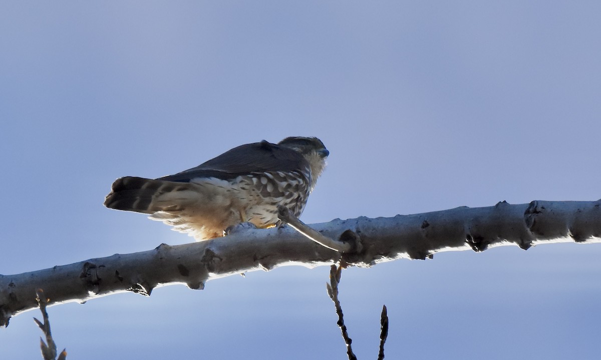 Merlin - ML645691370