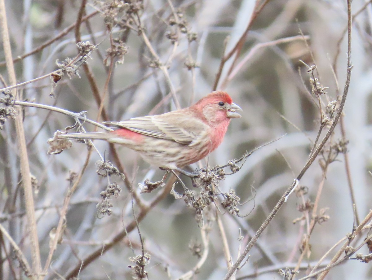 Hausgimpel - ML645691372