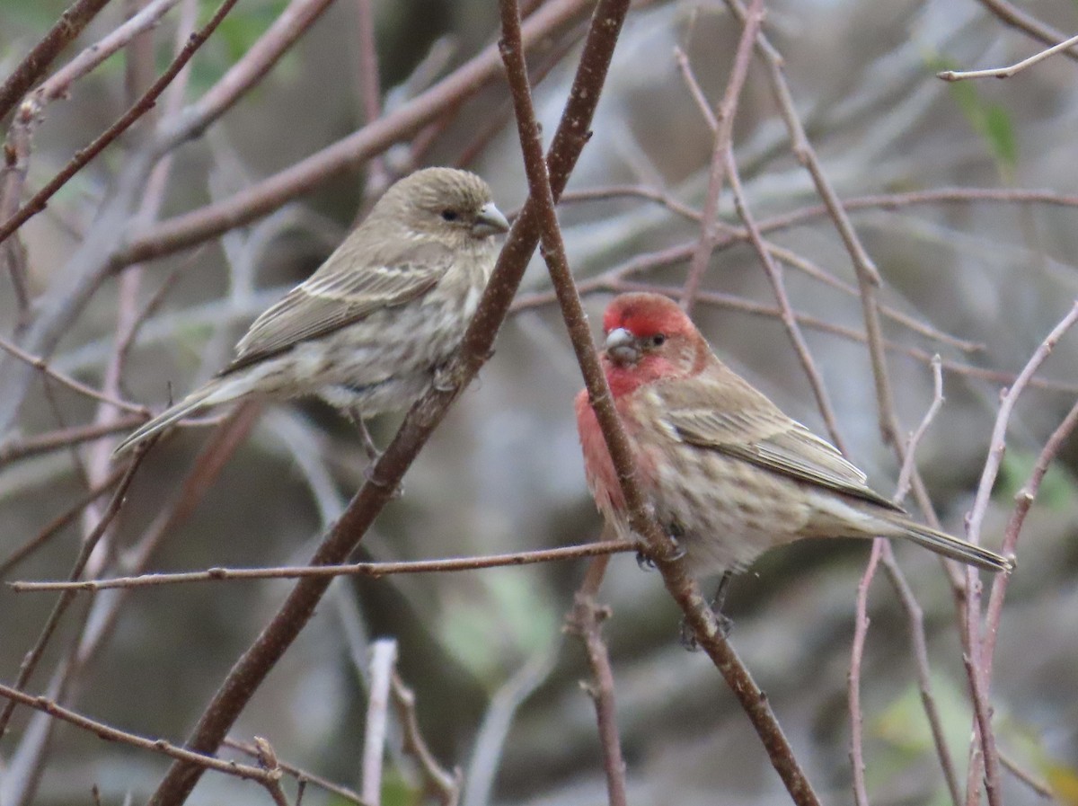 Hausgimpel - ML645691374