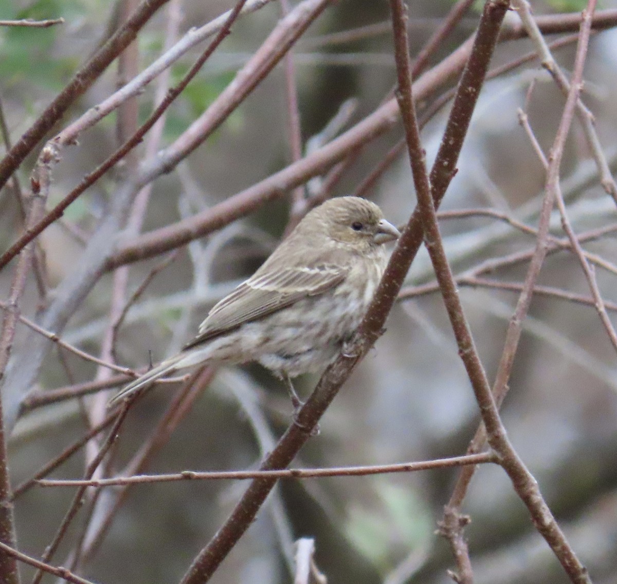 Hausgimpel - ML645691375