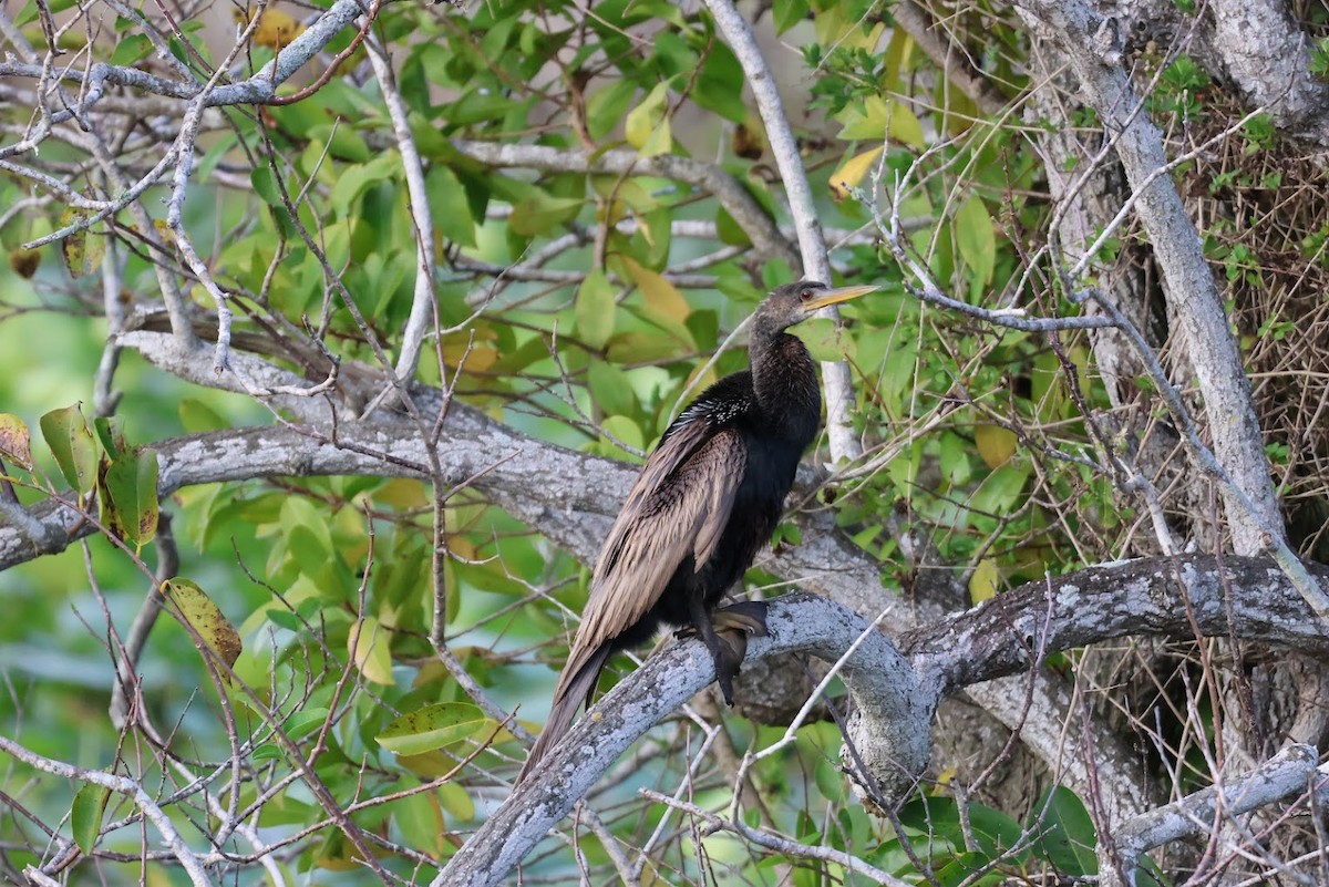 Amerika-Schlangenhalsvogel - ML645691376
