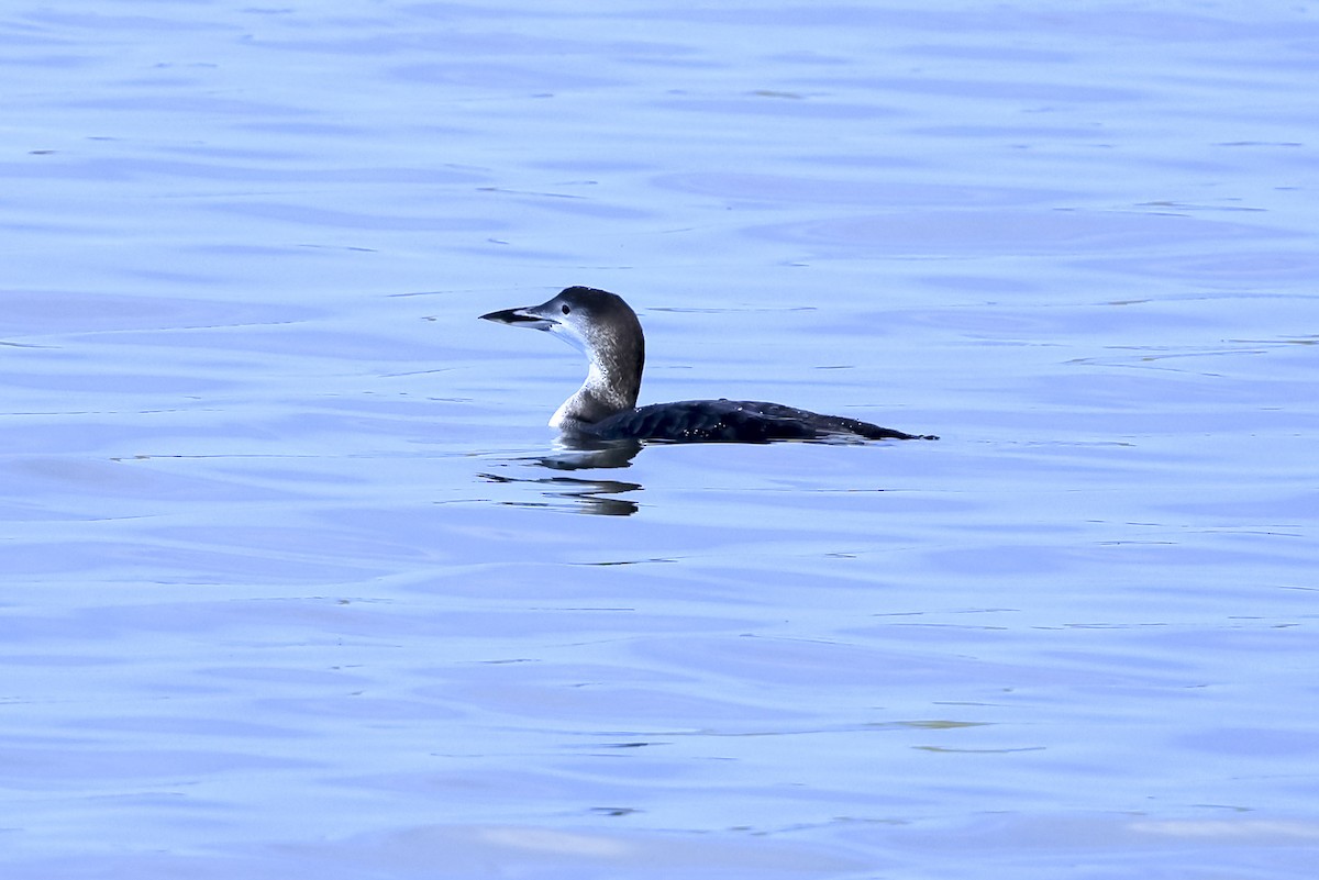 Eistaucher - ML645691377