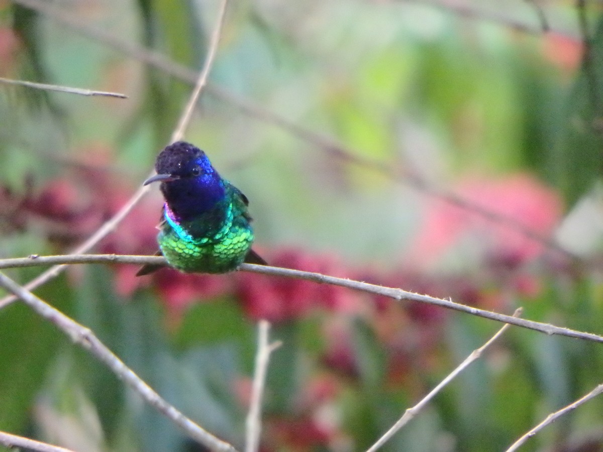 Bronzeschwanz-Saphirkolibri - ML645691378