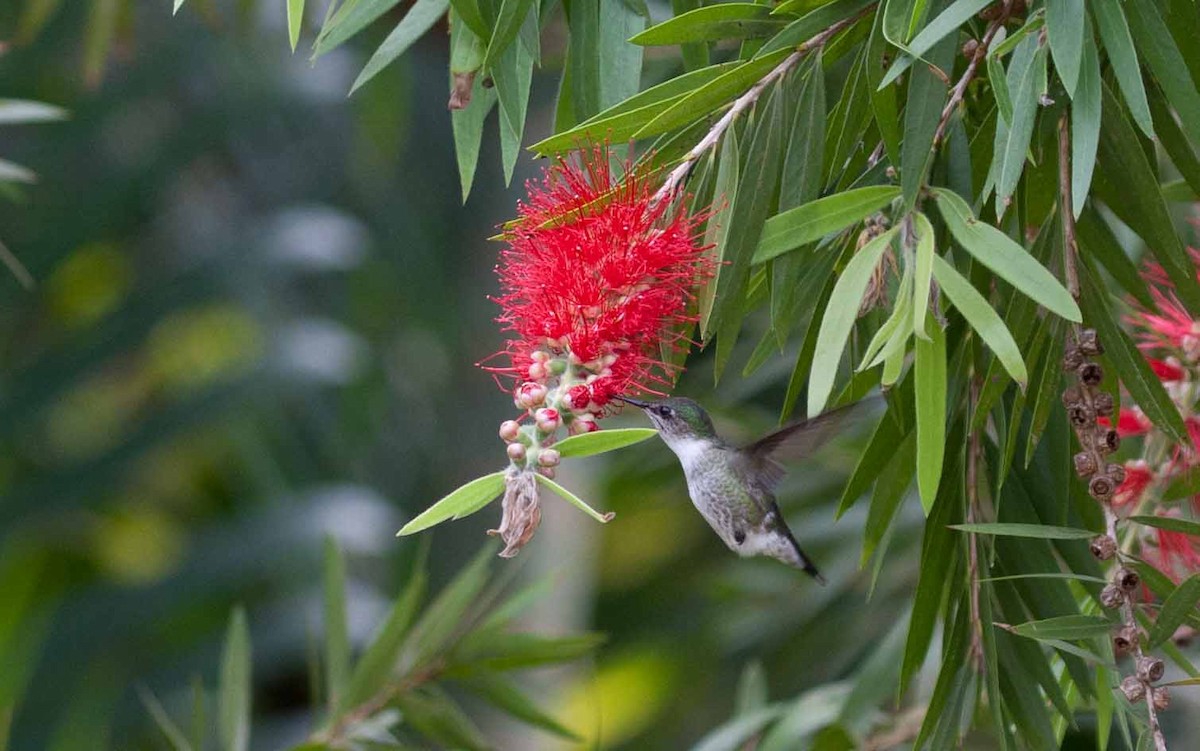 Zwergelfe - ML645691379