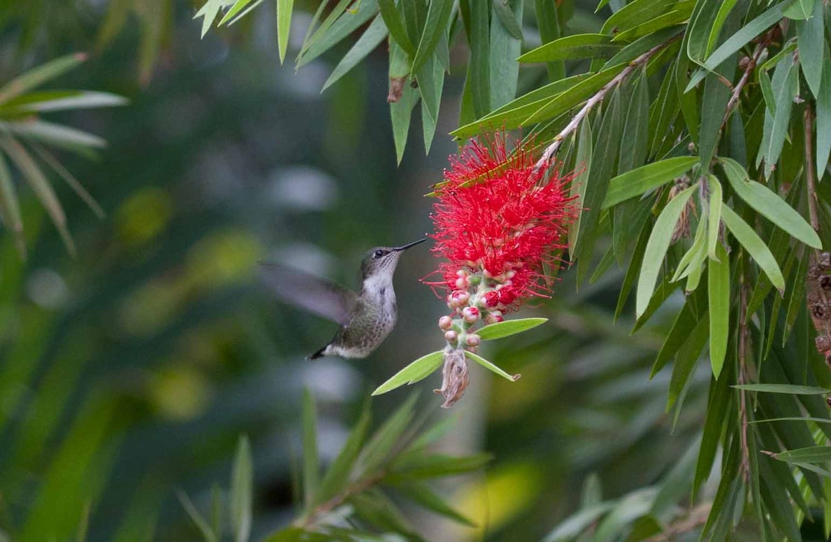 Zwergelfe - ML645691380