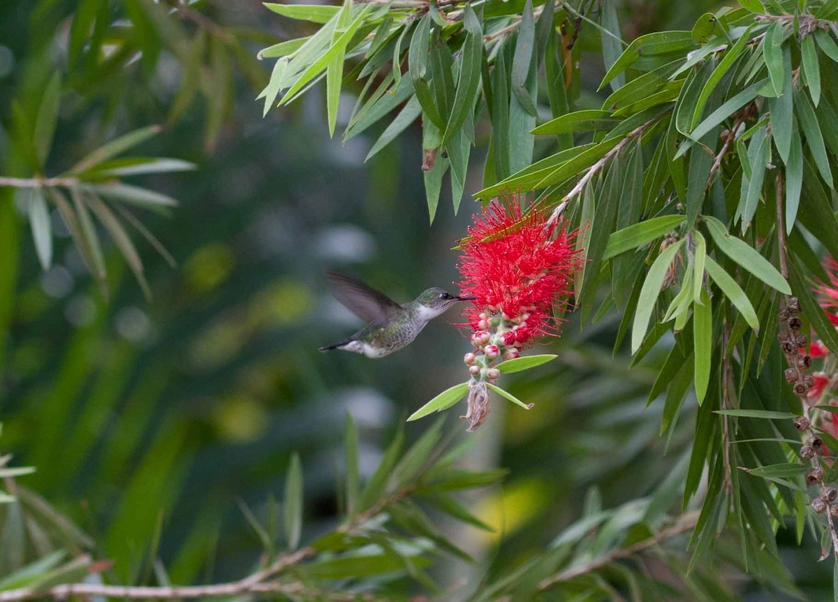 Zwergelfe - ML645691381