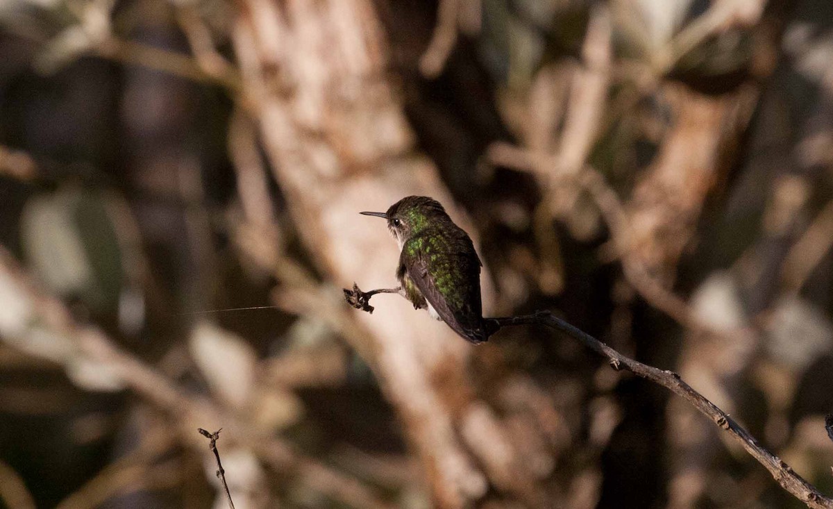 Zwergelfe - ML645691383