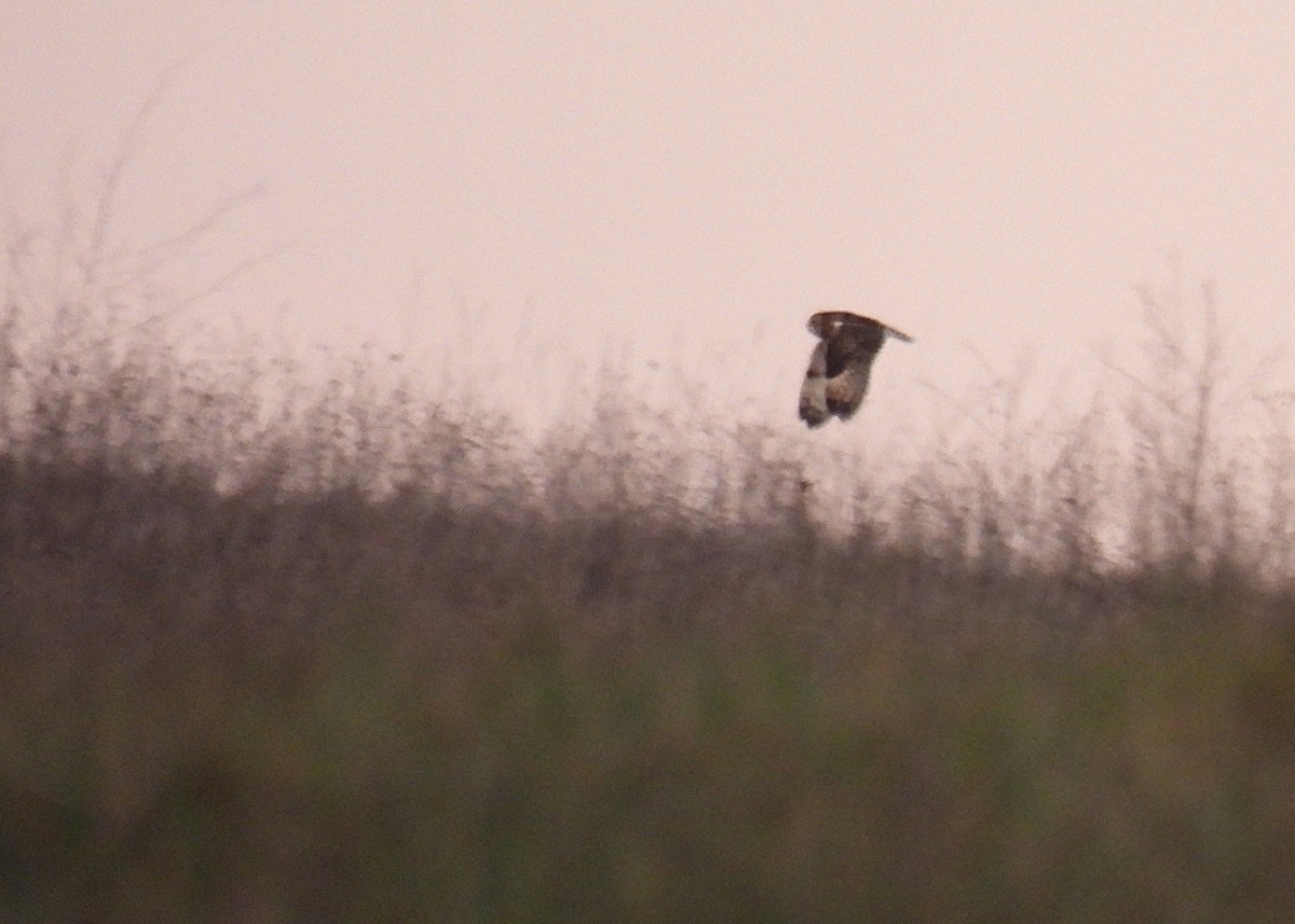 Sumpfohreule - ML645691384