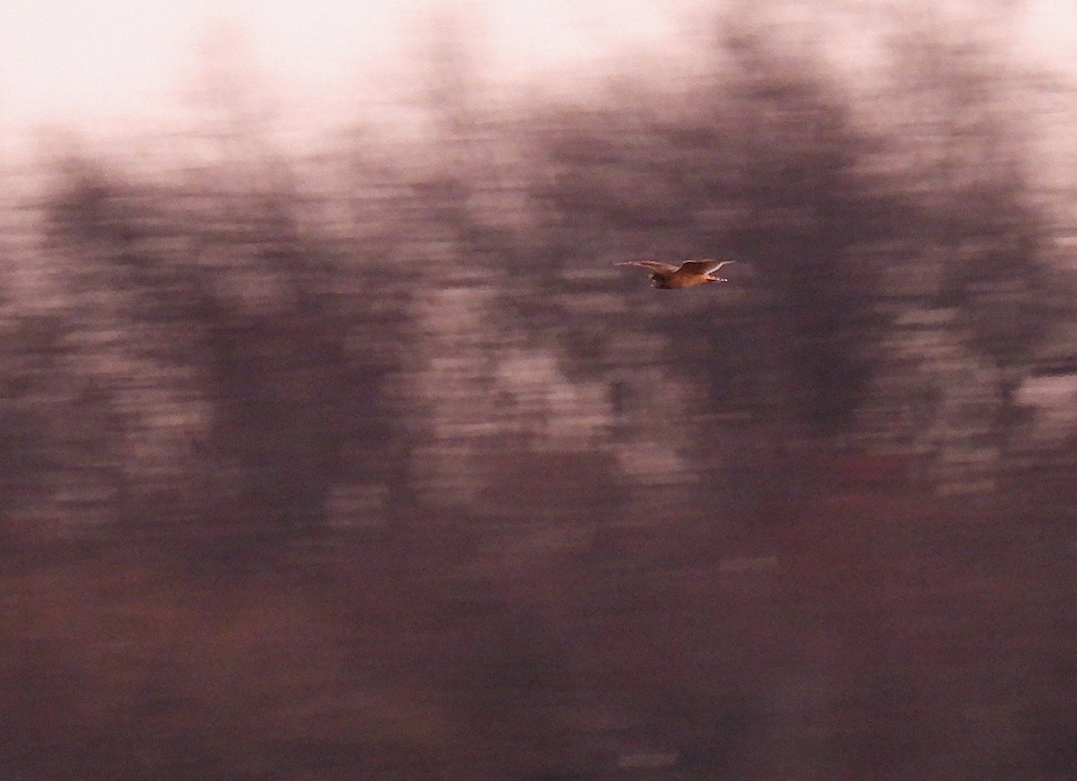 Sumpfohreule - ML645691386