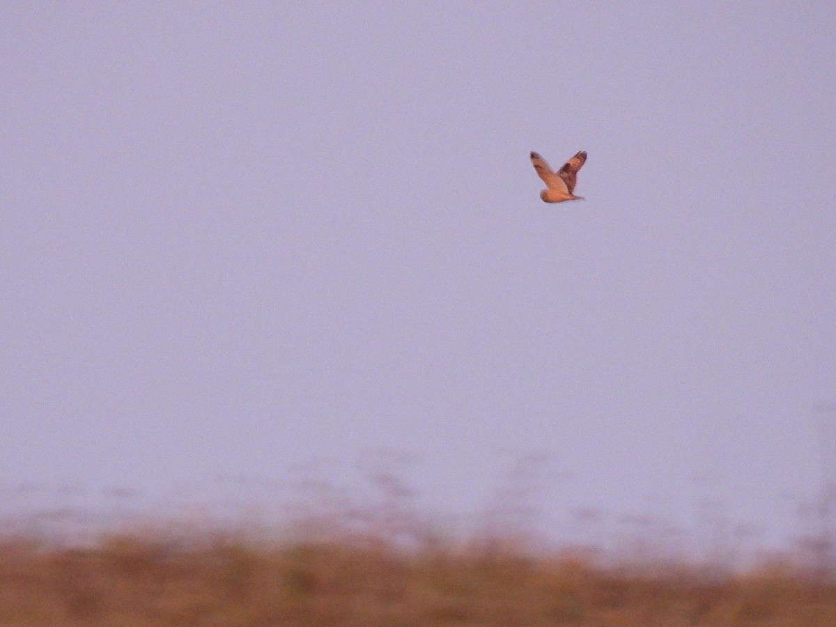 Sumpfohreule - ML645691387