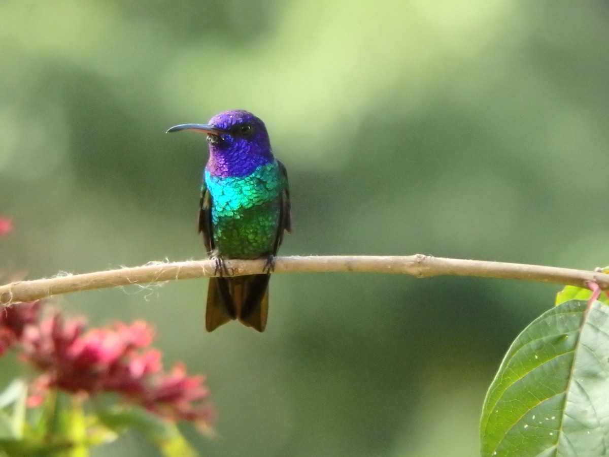 kolibřík zlatochvostý - ML645691388