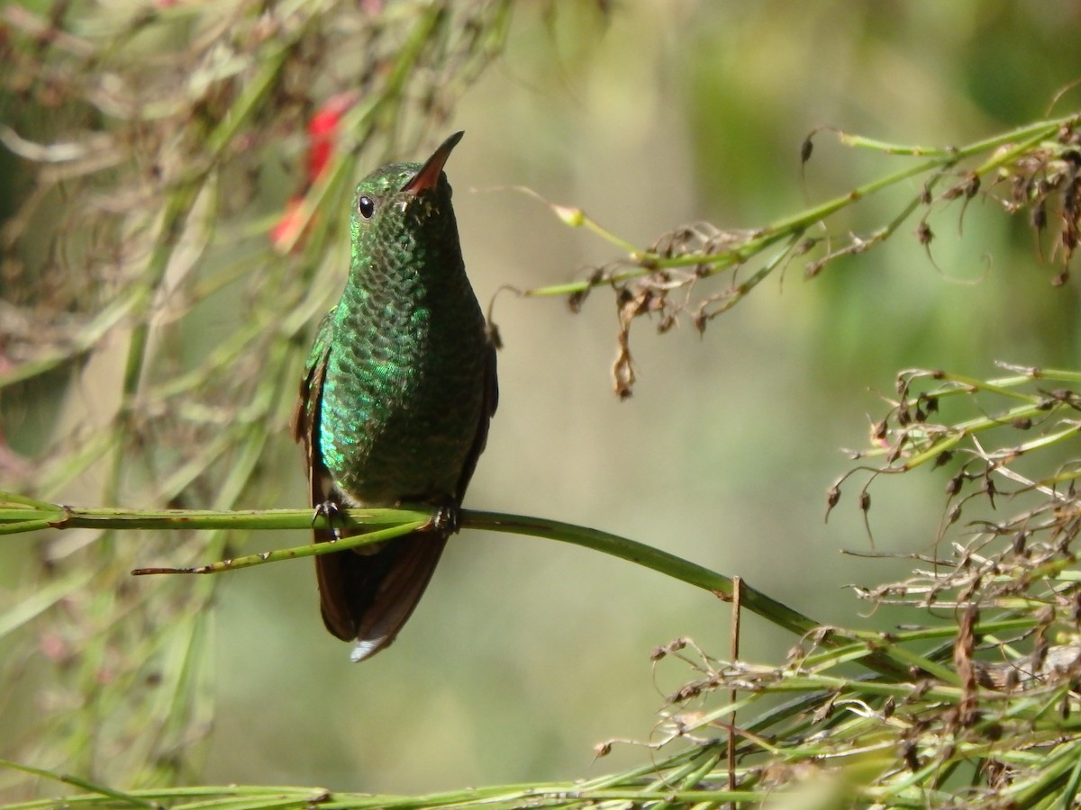 kolibřík zlatochvostý - ML645691389