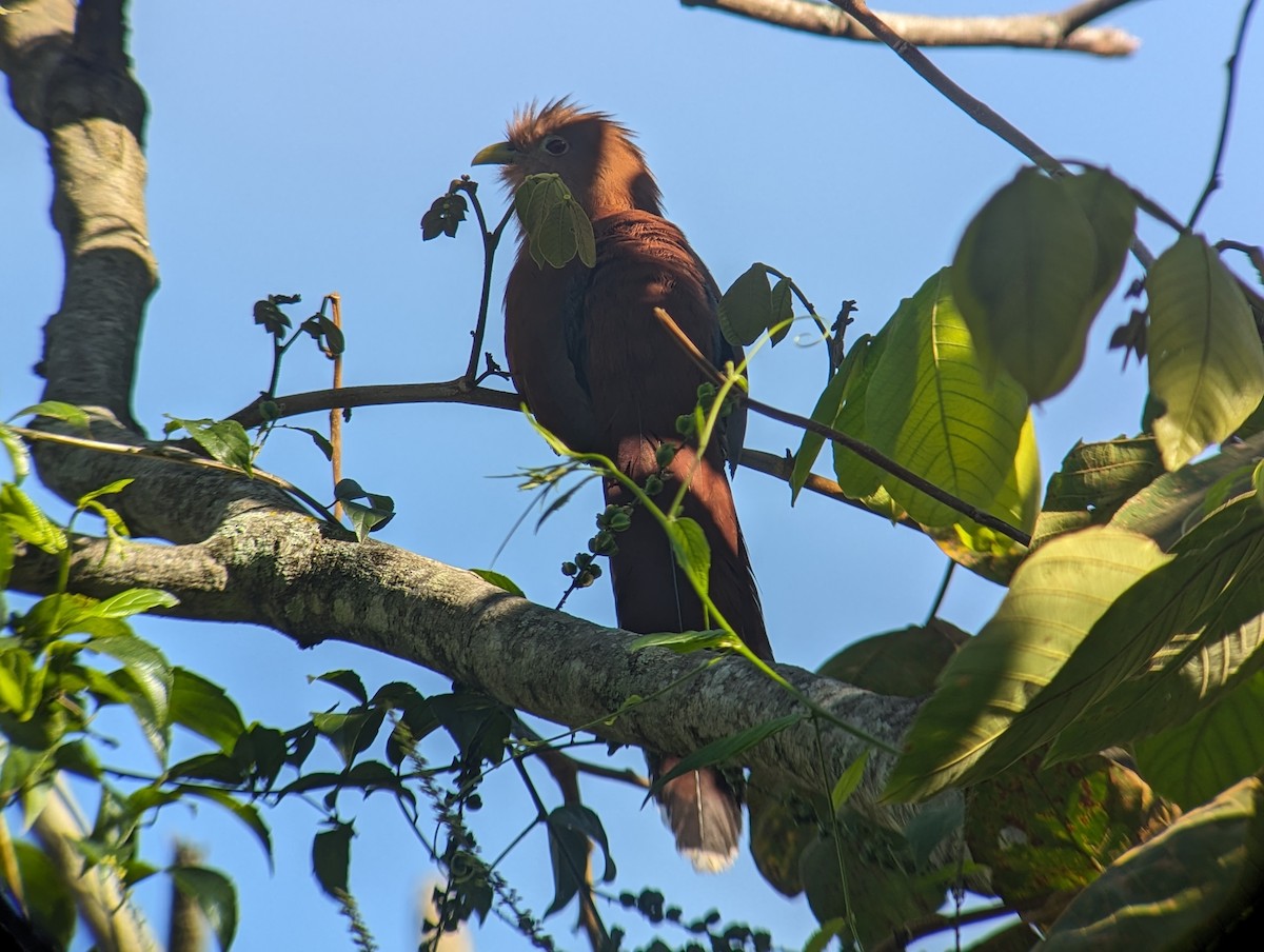 Eichhornkuckuck - ML645691390