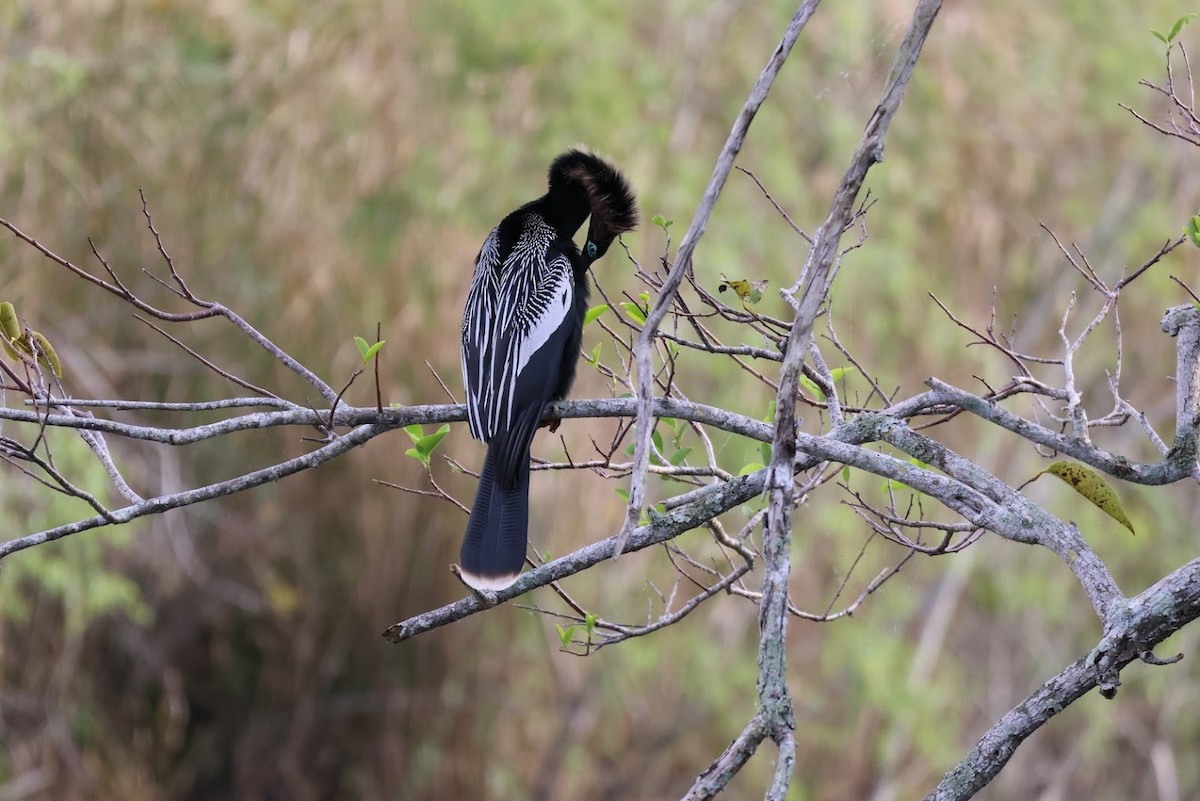 Amerika-Schlangenhalsvogel - ML645691391