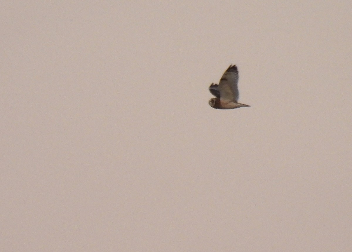 Sumpfohreule - ML645691392