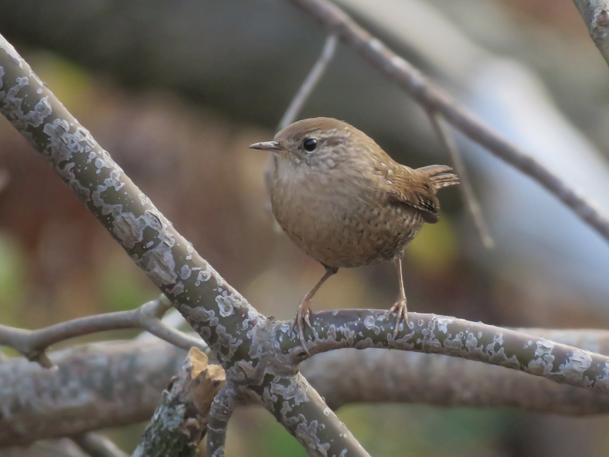 Winter Wren - ML645691395